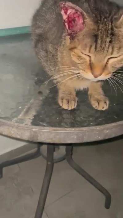 A stray came to my colony and wouldn’t leave. He was asking for help. He has a large, infected tumor in his ear and needs surgery to survive. His operation is scheduled for next week. Please help us save him and give him a a chance at a good life 🙏🏻