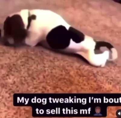 freak ah dog 🤦🏽‍♂️