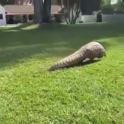 Pangolins can walk on their hind legs using their tail to balance.