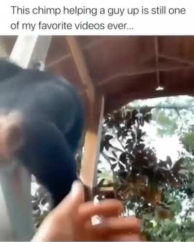 Apes got eachothers backs