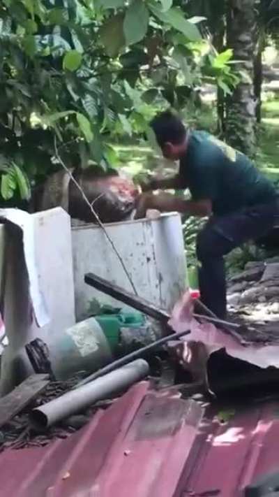 Capturing 4 meter wild King Cobra with bare hands