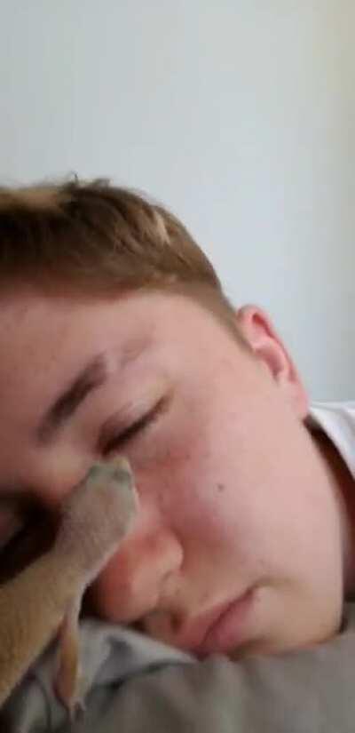 I thought she was just going to give me a lick... I was sadly mistaken. You haven't lived until you've had to pull a leopard gecko off your eyelid.