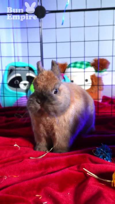 A Little Bunny Cuteness