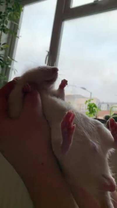 have you ever seen such a relaxed boi? 💆‍♂️ 🧖‍♂️