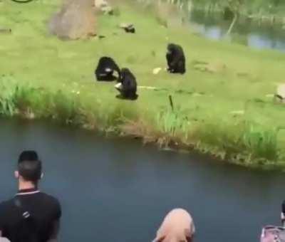 MAN WHY U THROW APPLE!?!!!