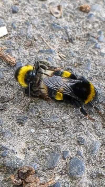 What on earth is going on here?