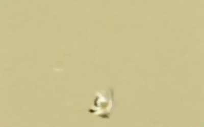 🔥 Cartwheel Spider's foolproof escape plan from a Wasp.