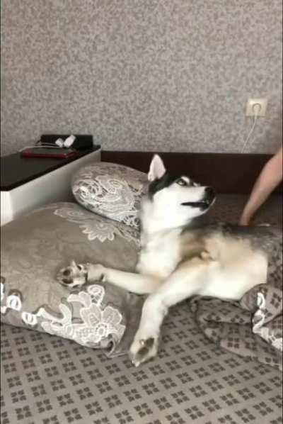 The husky doth protest too much