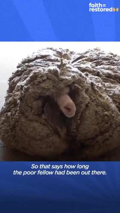 Sheep stuck in forest for 5 years gets around 35kg (80 pounds) of wool removed