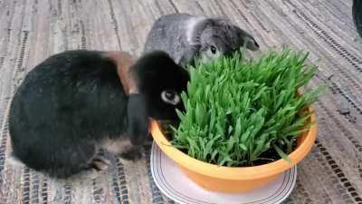 Someone on here posted about growing cat grass for the buns and this video is my thank you to whoever you are! Happy happy buns!!