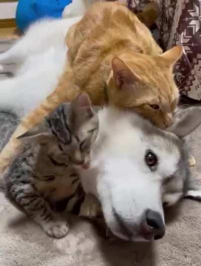 Not a single woof was given