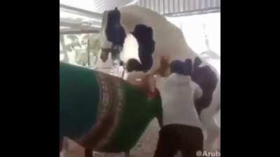 Wcgw walking a horse 🤣