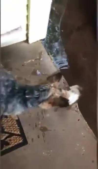 When your doggo brings home an orphan