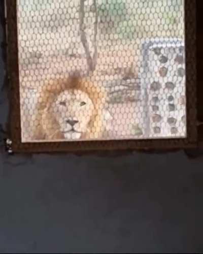 A man wakes up and finds a lion looking at him through his window