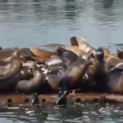 The hardest thiccest seal you will ever see