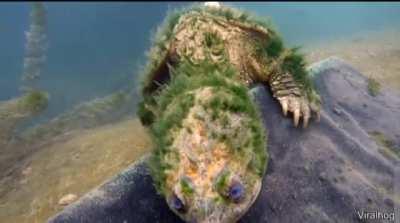 An extremely rare, very old turtle discovered by a diver in San Marcos River, Texas.
