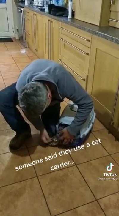 To put the ferrets in the carrier