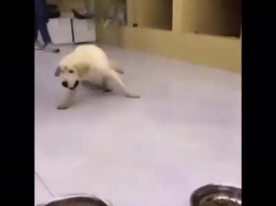 Perro qliao detonado