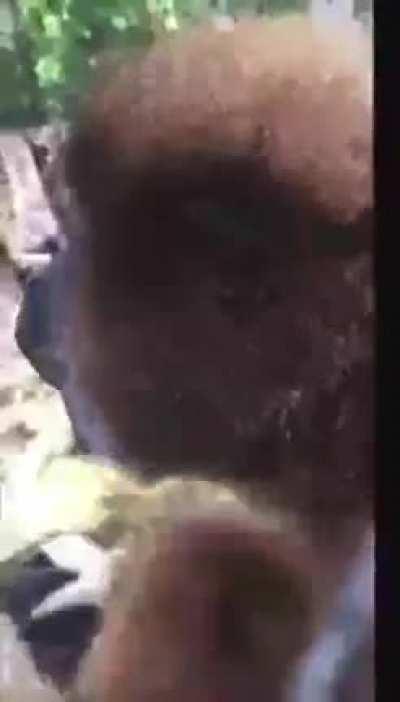 Apes at market open today... [Sound On]