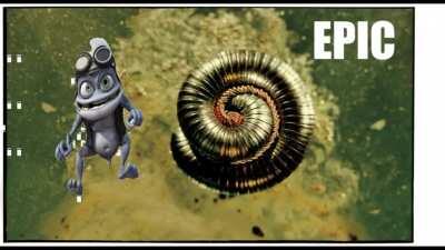 ANIMAL FUCK SONG....BUT EPIC??????