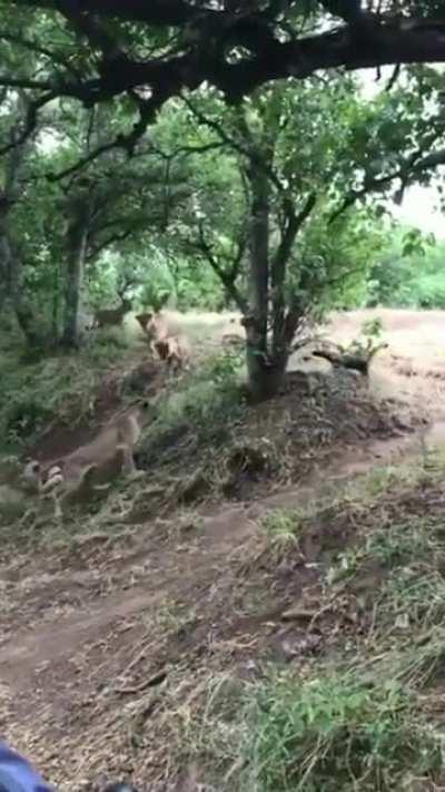 dont play with the honey badger, they dont give a fck