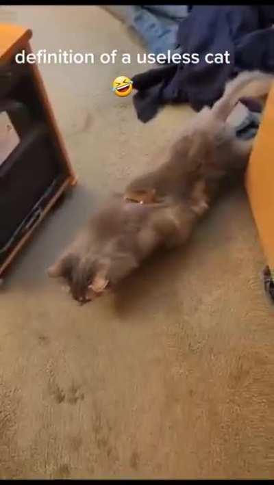 Meet Grover worst cat Ever