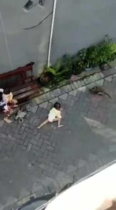 A monkey tries to kidnap a baby