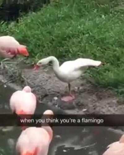 Swan standing on one leg to blend in with flamingos