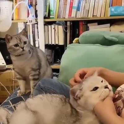 Poor cat feels left out