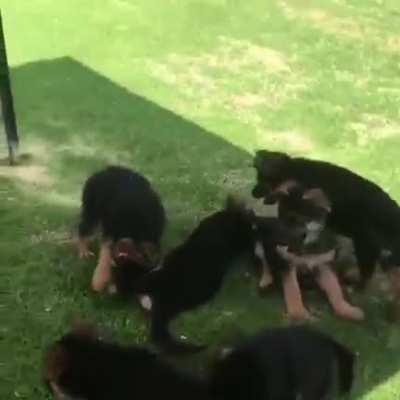 Playful puppies and plenty of room to run