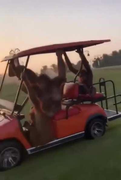 It was a good day to go golfing