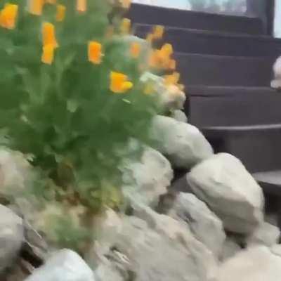 OMG too much adorable