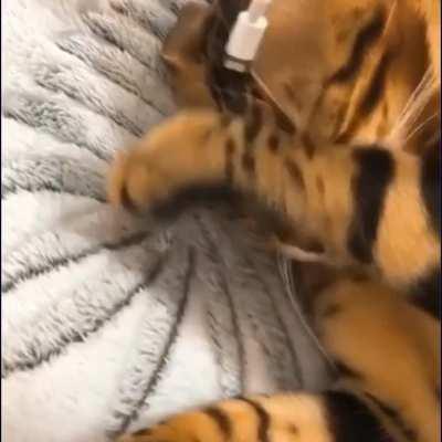 1:45 DE FELICIDAD (song/canción 31 minutos)