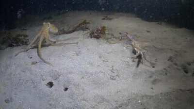 A small octopus was just about to capture a crab until....