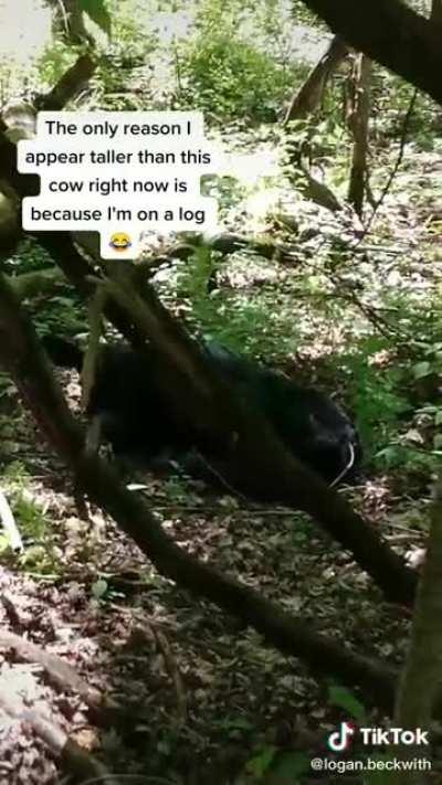 Mother cow tries to initiate a side quest with a human but there is a communication barrier