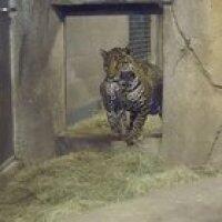 Baby jaguar at San Diego Zoo