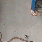 Snake caught in a spiders web