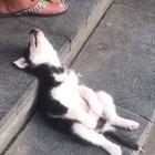 Much tired do me a sleep right here