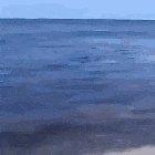 Shark tried to attack a dog and the dog's friends avoided the attack