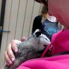 The baby possum that nobody but my wife wanted to hold.