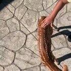 Jarvis Landry's daughter is basically a Disney princess