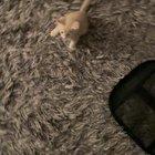 A brutally smol attack caught on camera! Suspect is in custody and currently sharing hugs with his brothers in crime.