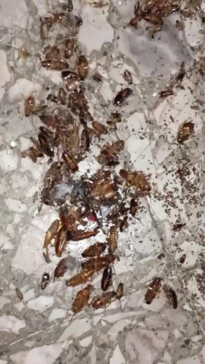 Me voy del departamento donde alquilo por invasión de cucarachas, dudas con la inmobiliaria