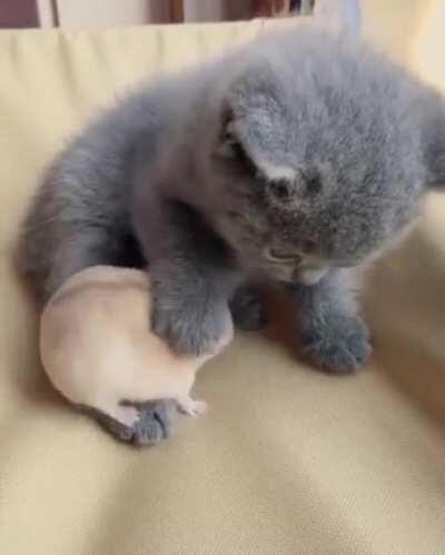 Illegally smol cat with his illegally smol friend