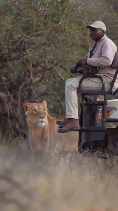 Looking for the lion but the lion found him.