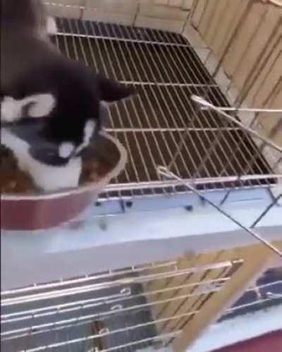 Ты не ты, когда голоден