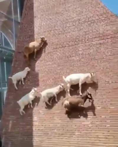 Goats walking up a super steep wall