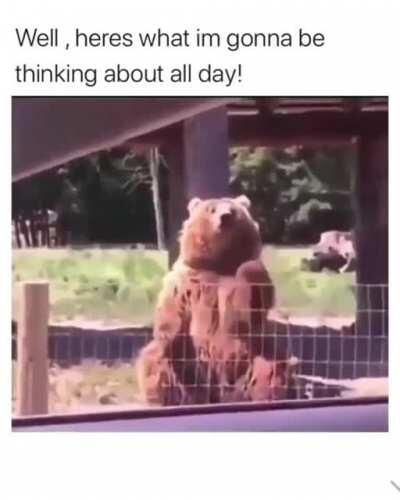 Look at how they say hello. This just proves bears are gay