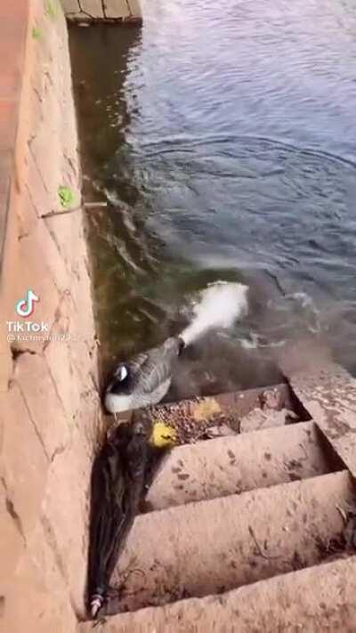 Government duck malfunctioning