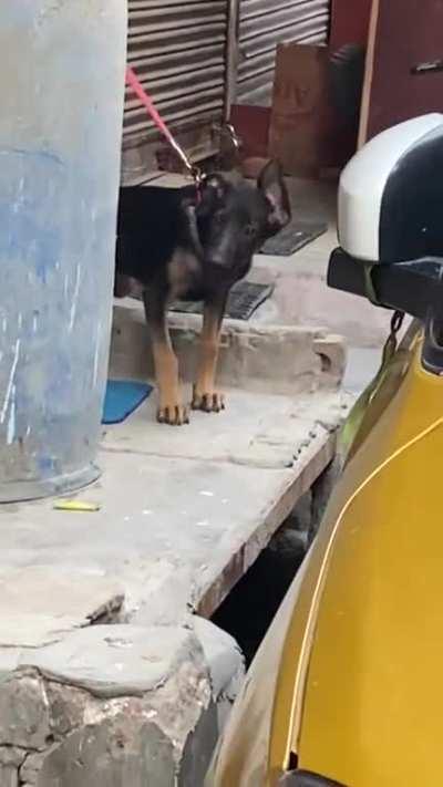 My doggo being jealous because he found me out with neighbor’s dog😂😂